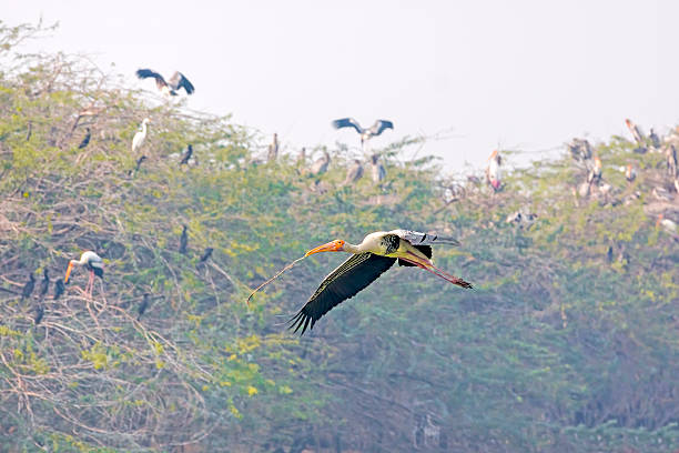 Painted Storks nesting at Sultanpur Bird Sanctuary in India.