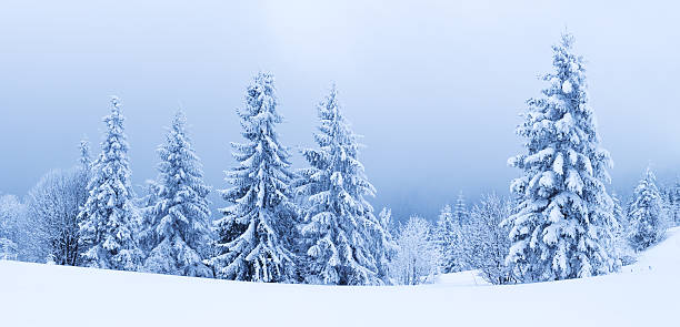 istock Winter trees in mountains covered with fresh snow 486334986