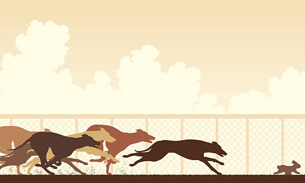 illustrations, cliparts, dessins animés et icônes de greyhound course de chiens - dog greyhound whippet isolated