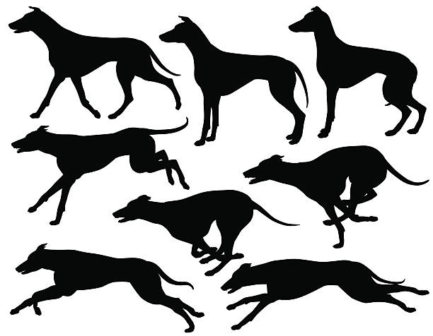 ilustraciones, imágenes clip art, dibujos animados e iconos de stock de siluetas de perros de perro - galgo inglés