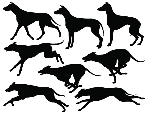 Set of eps8 editable vector silhouettes of greyhound dogs running, standing and trotting