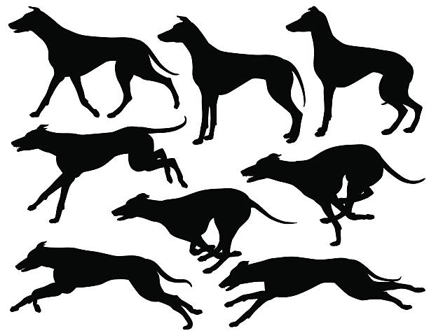 Greyhound dog silhouettes Set of eps8 editable vector silhouettes of greyhound dogs running, standing and trotting animal sport stock illustrations