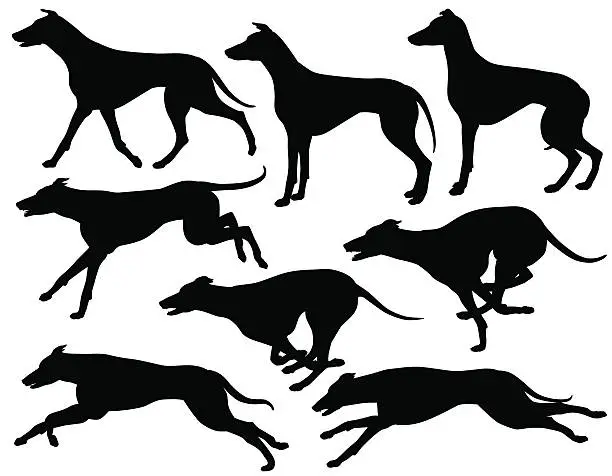 Vector illustration of Greyhound dog silhouettes