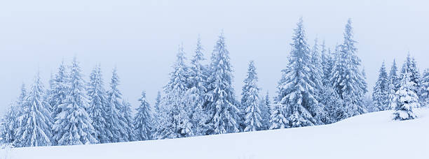 istock Winter trees in mountains covered with fresh snow 486343542