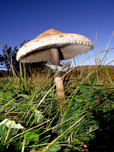 istock Shaggy parasol mushroom 486346236