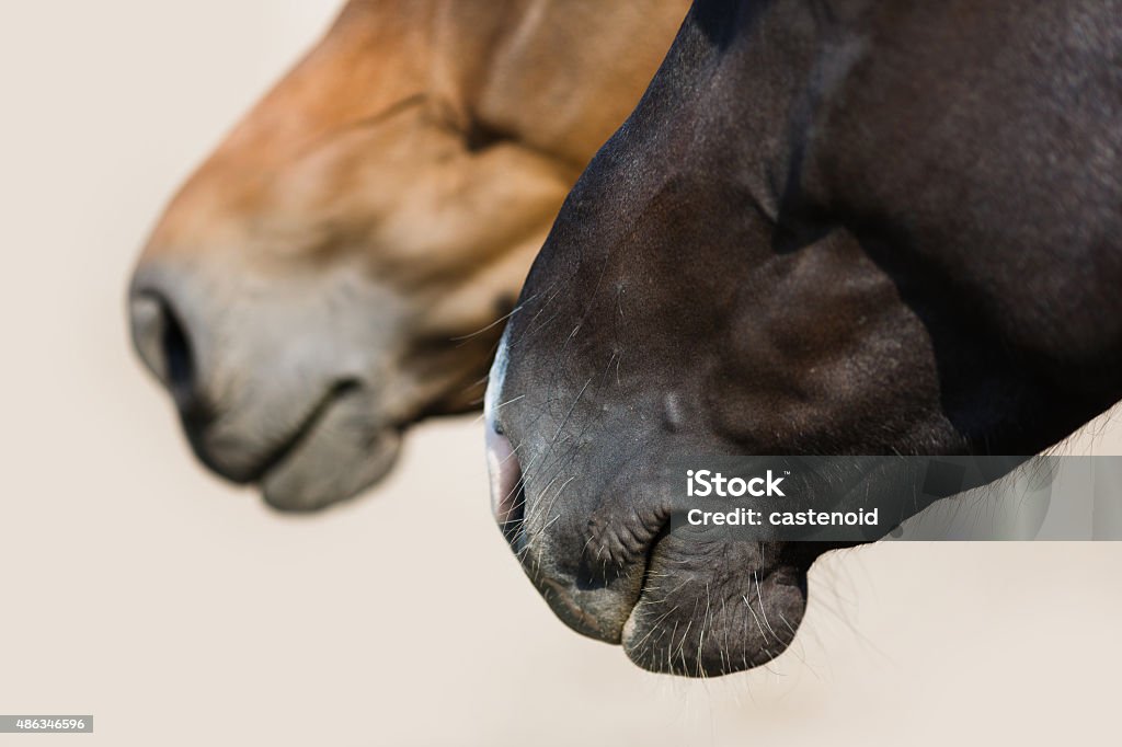 Two head of horses close up Two head of horses close up at the summer day 2015 Stock Photo