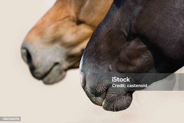 Two Head Of Horses Close Up Stock Photo - Download Image Now - 2015, Agricultural Field, Agriculture