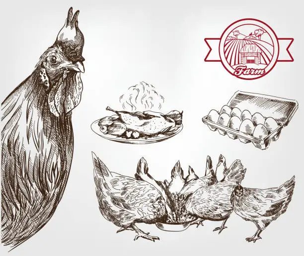 Vector illustration of poultry breeding