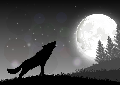 Illustration of Silhouette of a wolf standing on a hill at night with moon