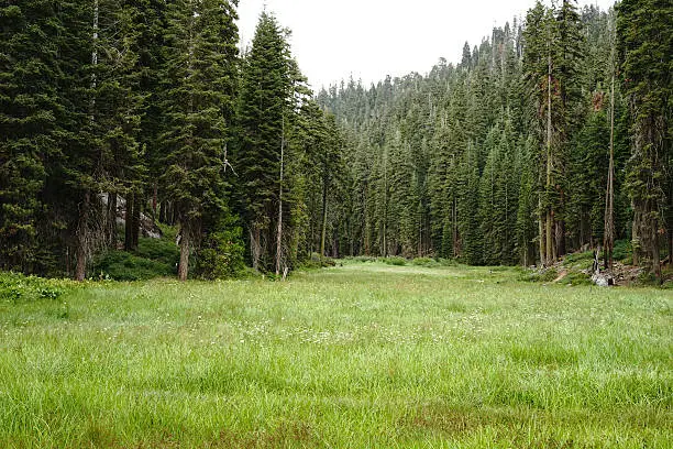 A field in the Sequoia landscape.