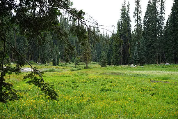 A field in the Sequoia landscape.