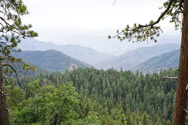 Sequoia landscape with infinite view.