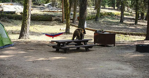 Black bear at the Sequoias walking at a campground on top of a picnic table.