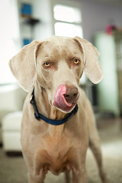 A Weimaraner breed dog licking his face as he looks at the camera.