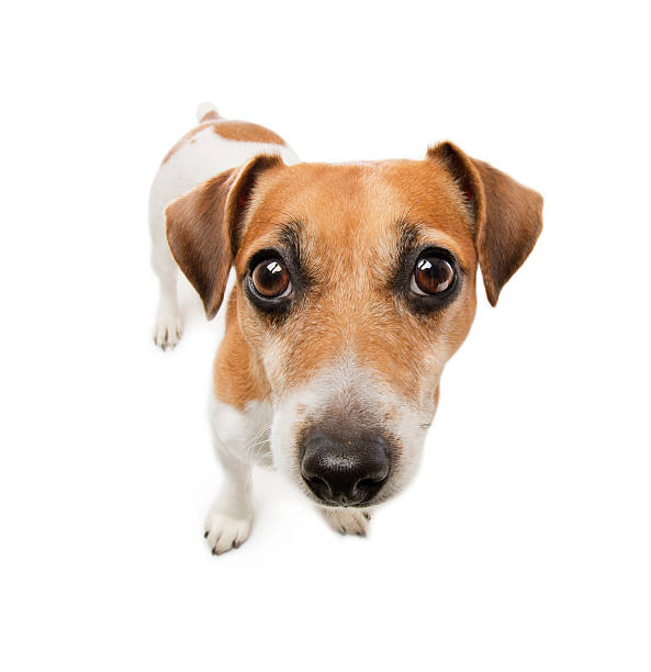 istock Small clever Dog  Jack Russell terrier 486354887