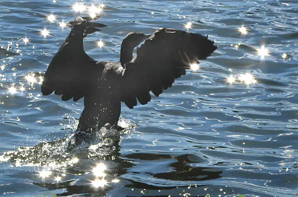 A Cormorant taking off in flight from the sun-sparkled surface of an urban lake. 