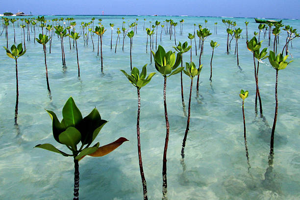 mangrove seddling - mangrove stock-fotos und bilder
