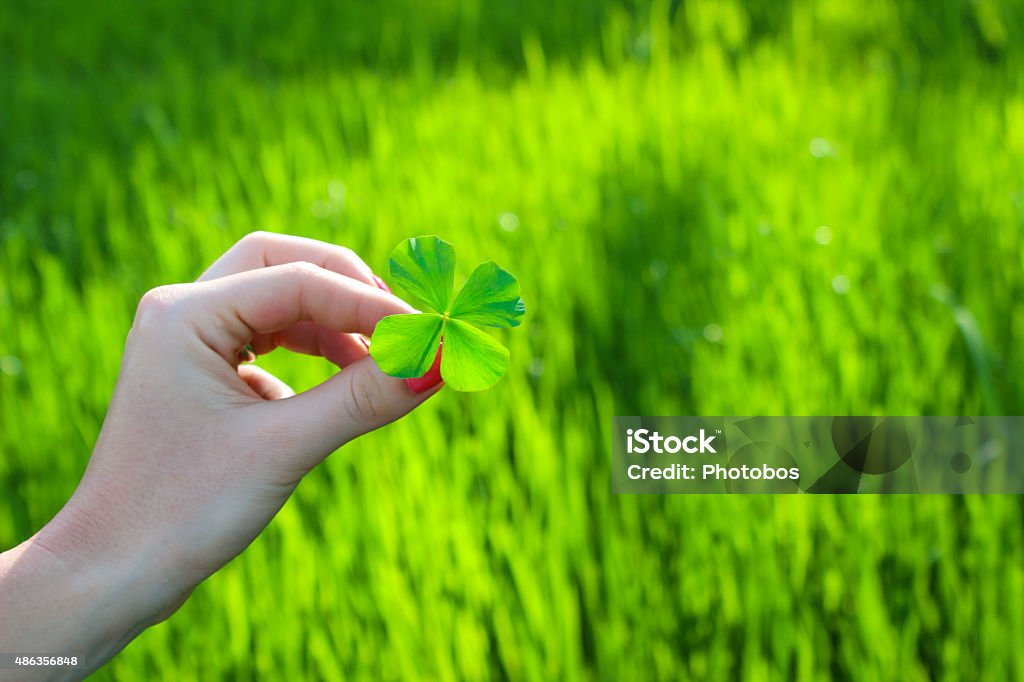 Woman holidng a four leaf clover A woman holding a four leaf clover. It's her lucky day! Clover Leaf Shape Stock Photo