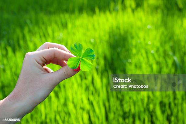 Woman Holidng A Four Leaf Clover Stock Photo - Download Image Now - Clover Leaf Shape, Four Leaf Clover, Discovery
