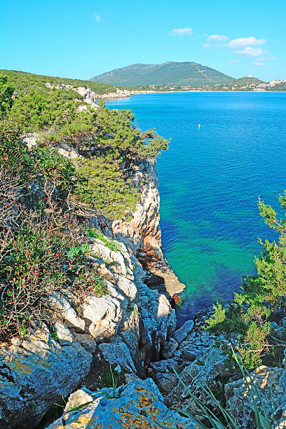 istock rocks and plants by the shore 486356879