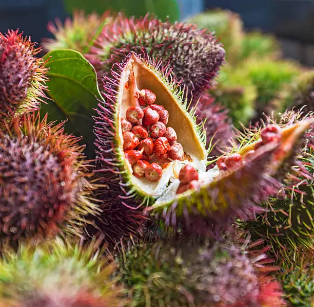 Open achiote annato fruit with red seems with other closed fresh achiotes