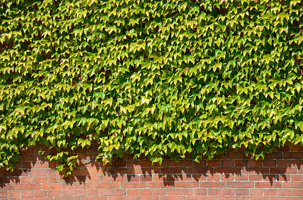 istock Ivy in the afternoon sun in Roskilde, Denmark 486357236