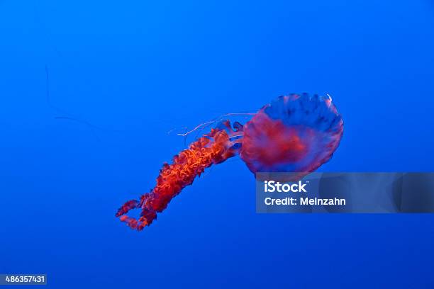 Beautiful Jelly Fishes Stock Photo - Download Image Now - Animal, Animals In Captivity, Aquarium