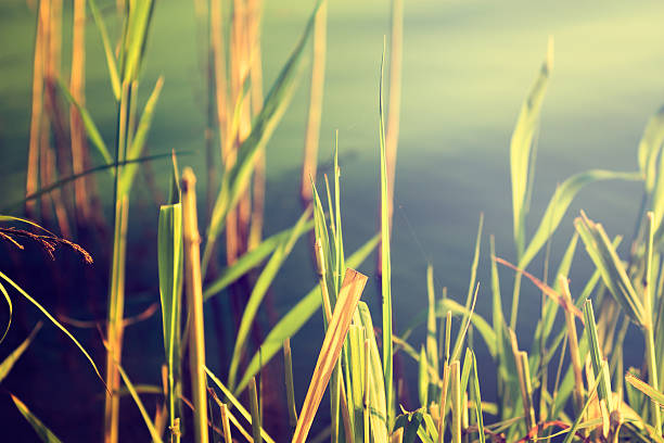 istock Reeds Against Water. Nature Background. 486358561