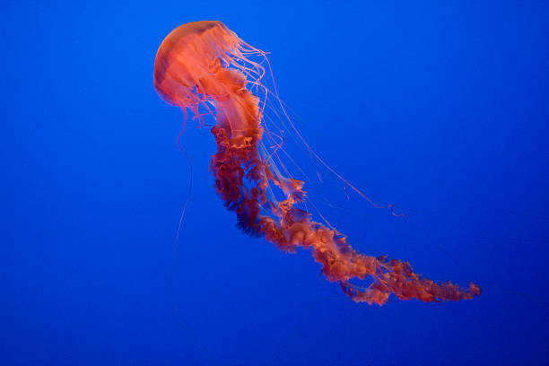 istock beautiful Jelly fishes 486359305