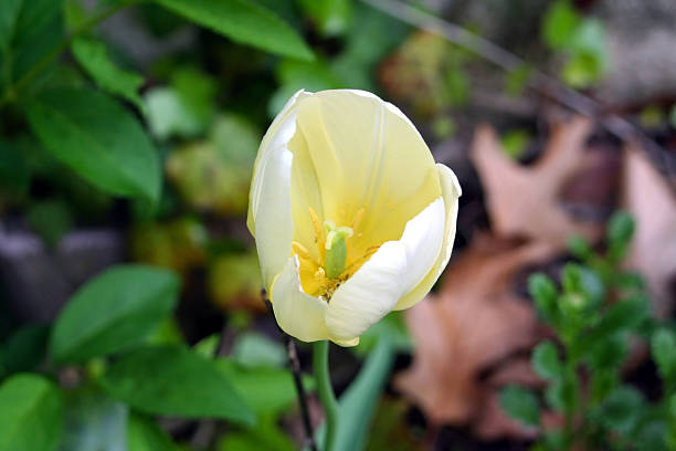 Tulipanes amarillo - foto de stock