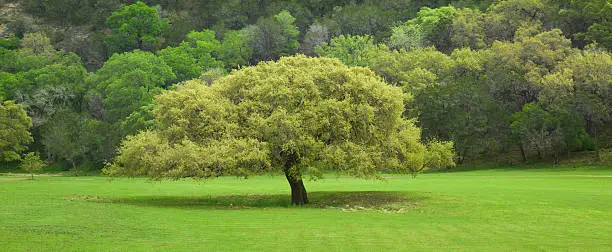 A Texas Live Oak tree in front of  a ridge in the Texas Hill Country during springtime