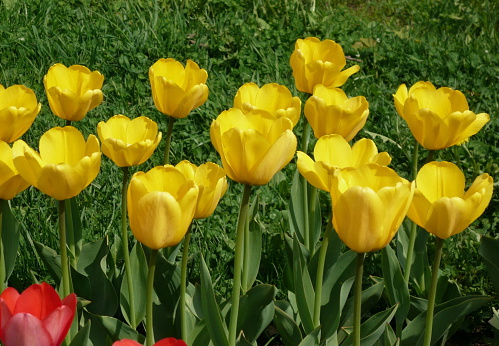 yellow tulip at dry sunny day