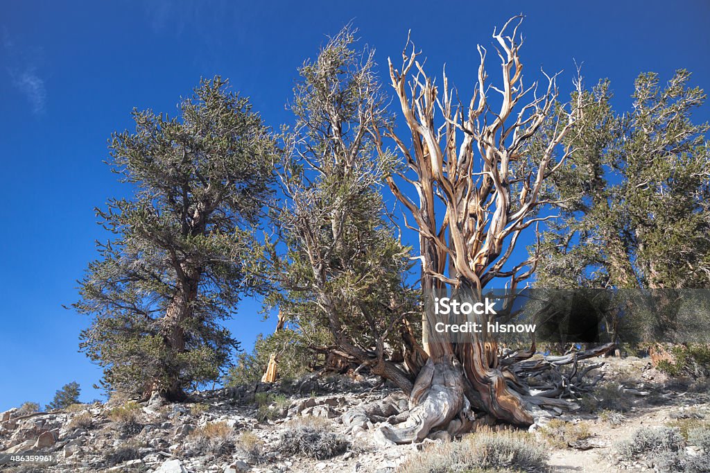 Ancient Tree Grove Bare and evergreen grove of ancient bristlecone pine trees. Ancient Stock Photo