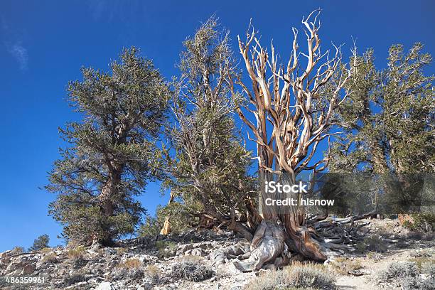 Ancient Tree Grove Stock Photo - Download Image Now - Ancient, Bizarre, Blue