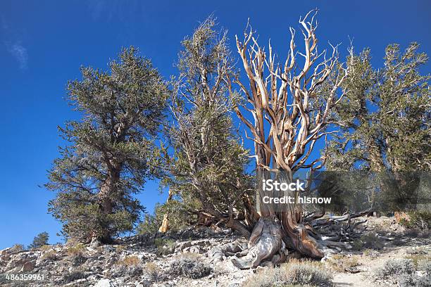 Foto de Árvore Antigo Bosque e mais fotos de stock de Arcaico - Arcaico, Azul, Bosque - Área arborizada