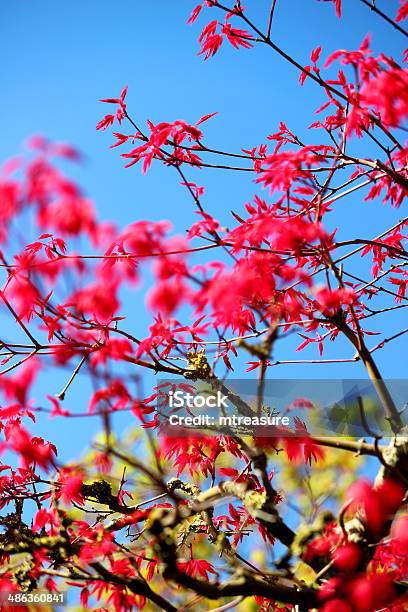 Closeup Image Of Leaves Of A Japanese Maple Bonsai Tree Stock Photo - Download Image Now