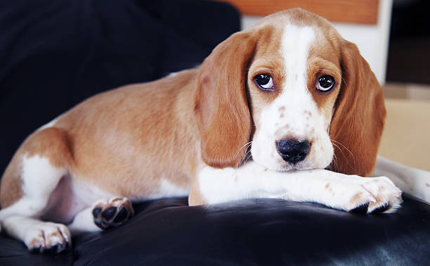 istock Cute little puppy beagle 486361484
