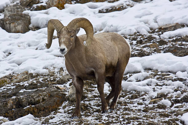 istock Snow Tipped Big Horns 486361512