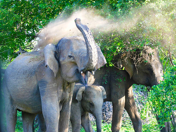 istock Angry Elephant protecting the family 486361854