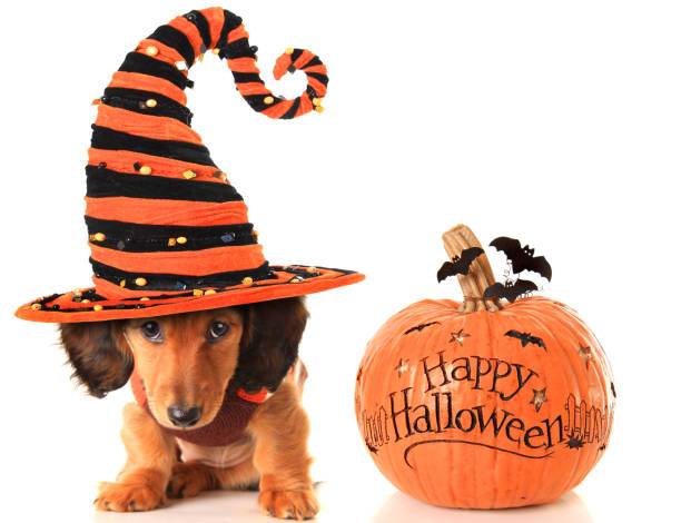 cachorrinho e de abóbora de halloween - dog dachshund pets close up imagens e fotografias de stock