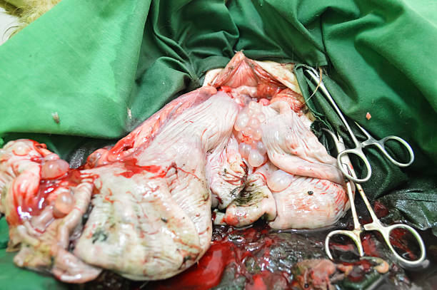 peration of uterus dog cesarean section stock photo