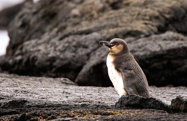 istock Equatorial Penguin In Galapagos Islands. 486367418