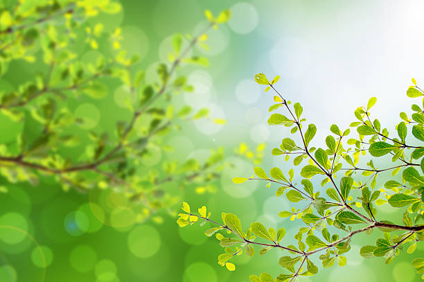 istock Beautiful green leaves and bright sun and bokeh 486367798