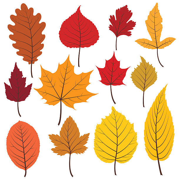 ilustraciones, imágenes clip art, dibujos animados e iconos de stock de juego de doce coloridas hojas otoñales en colores cálidos. - autumn leaf white background land