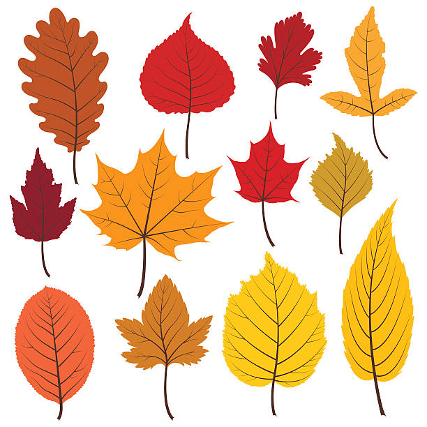 ilustrações, clipart, desenhos animados e ícones de conjunto de doze colorido de folhas de outono em cores quentes. - poplar tree forest oak tree autumn