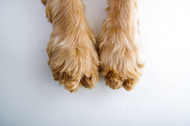 istock Cute English Cocker Spaniel puppy paws in front of a 486368198
