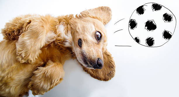istock Cute English Cocker Spaniel puppy in front of a white 486368344