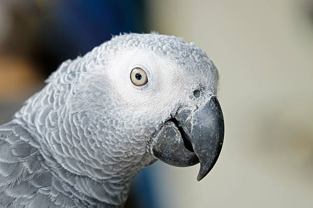 istock Portrait of African grey parrot 486368906