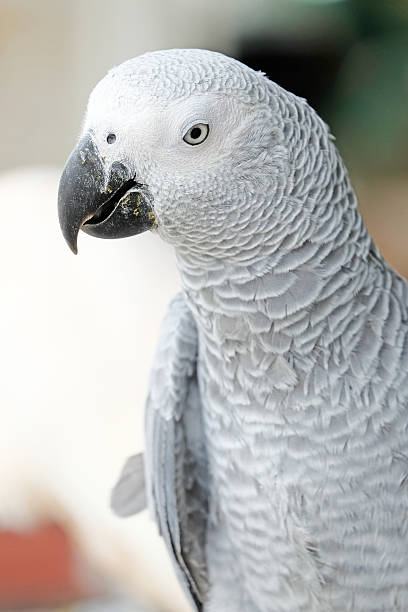 istock Portrait of African grey parrot 486368908