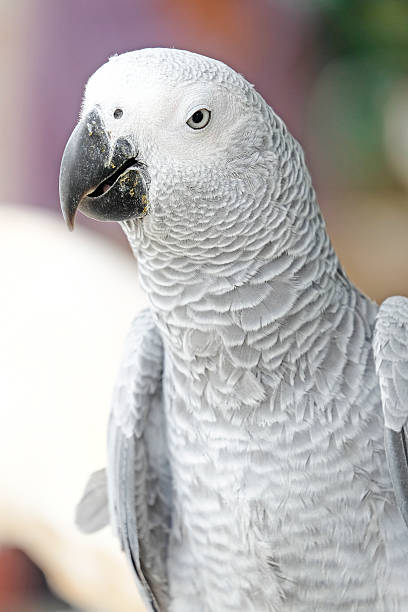 istock Portrait of African grey parrot 486368912